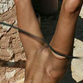 whippedwomen.com