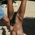 whippedwomen.com