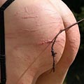 whippedwomen.com